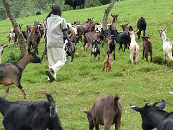 Animal_husbandry_in_Congo