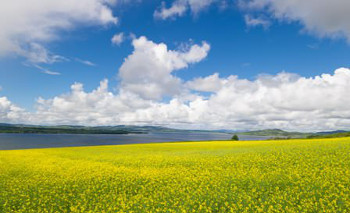 RapeseedCrop